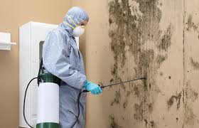 Trusted Mount Dora, FL Mold Inspection Experts